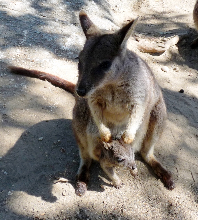 Wallaby mit Joey in der Granite Gorge